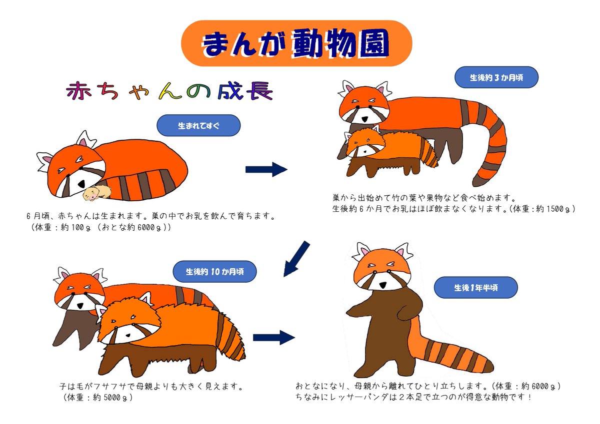 MANGAZOO ~Growth of a Red Panda Cub~ #zoo #comics