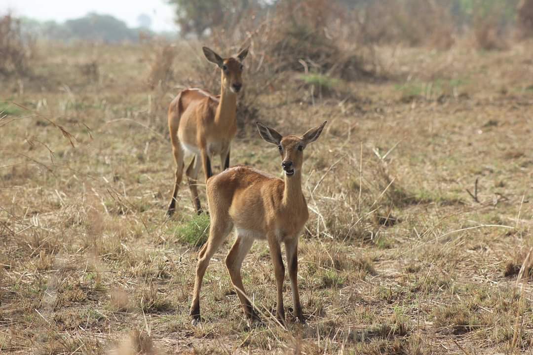 curious_tours1's tweet photo. Grounded and connected to #nature 🦛

TAKE ON A WILDLIFE ADVENTURE WITH US!
BOOK AN EXPERIENCE TODAY👇
https://t.co/aDUWQsa14d

☎️ 0200931019

#ugandawildlifesafaris #wild #wildanimals #safari #adventure #explore #trip #wanderlust #discover #nature #naturelovers https://t.co/U1sOTTfNyA