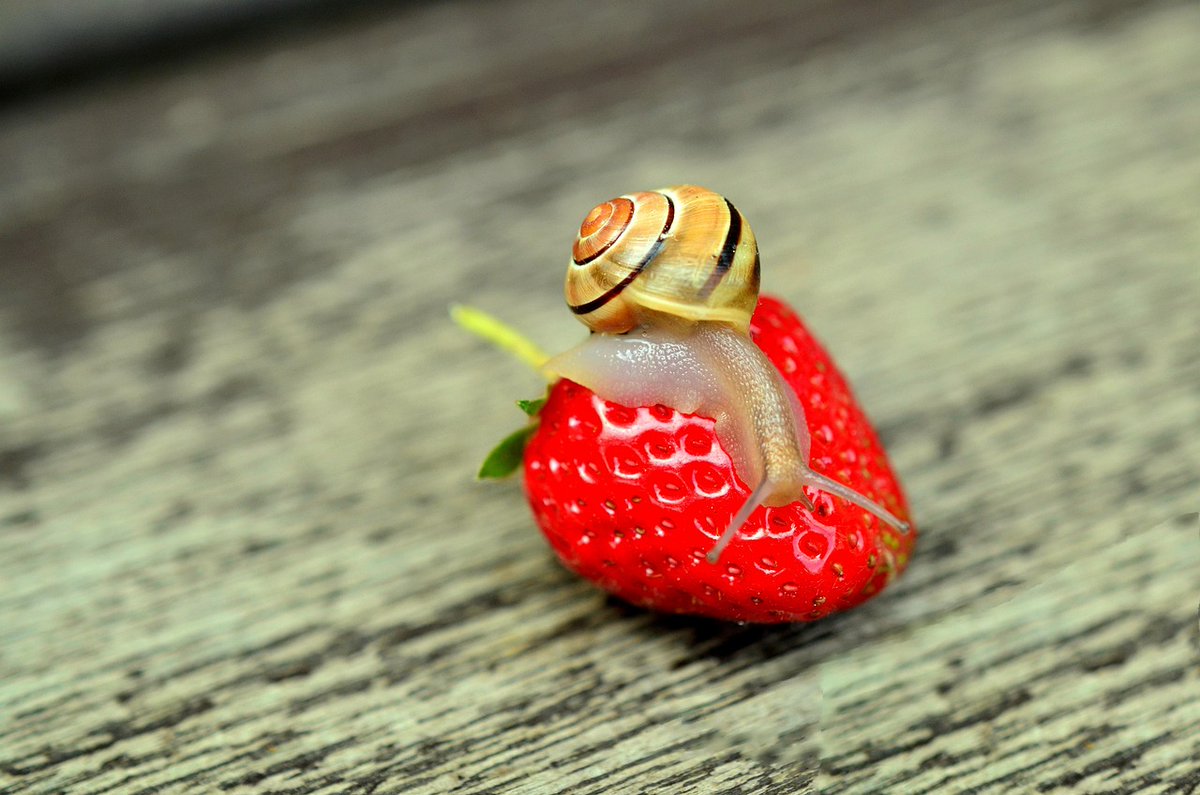 ClaberItaly's tweet photo. 🍓 Frutti rossi in arrivo! Se hai piantato fragole e lamponi, è il momento di proteggerli da uccelli e lumache. Una rete leggera può salvare il raccolto. #OrtoUrbano https://t.co/bnMEjrQGri