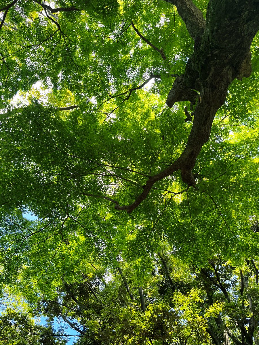 Doudemoiihi's tweet photo. 木々と空

#空 #木 #写真好きな人と繋がりたい  #キリトリセカイ #ファインダー越しの私の世界 #photography #coregraphy #iphone https://t.co/UITReZGzOf