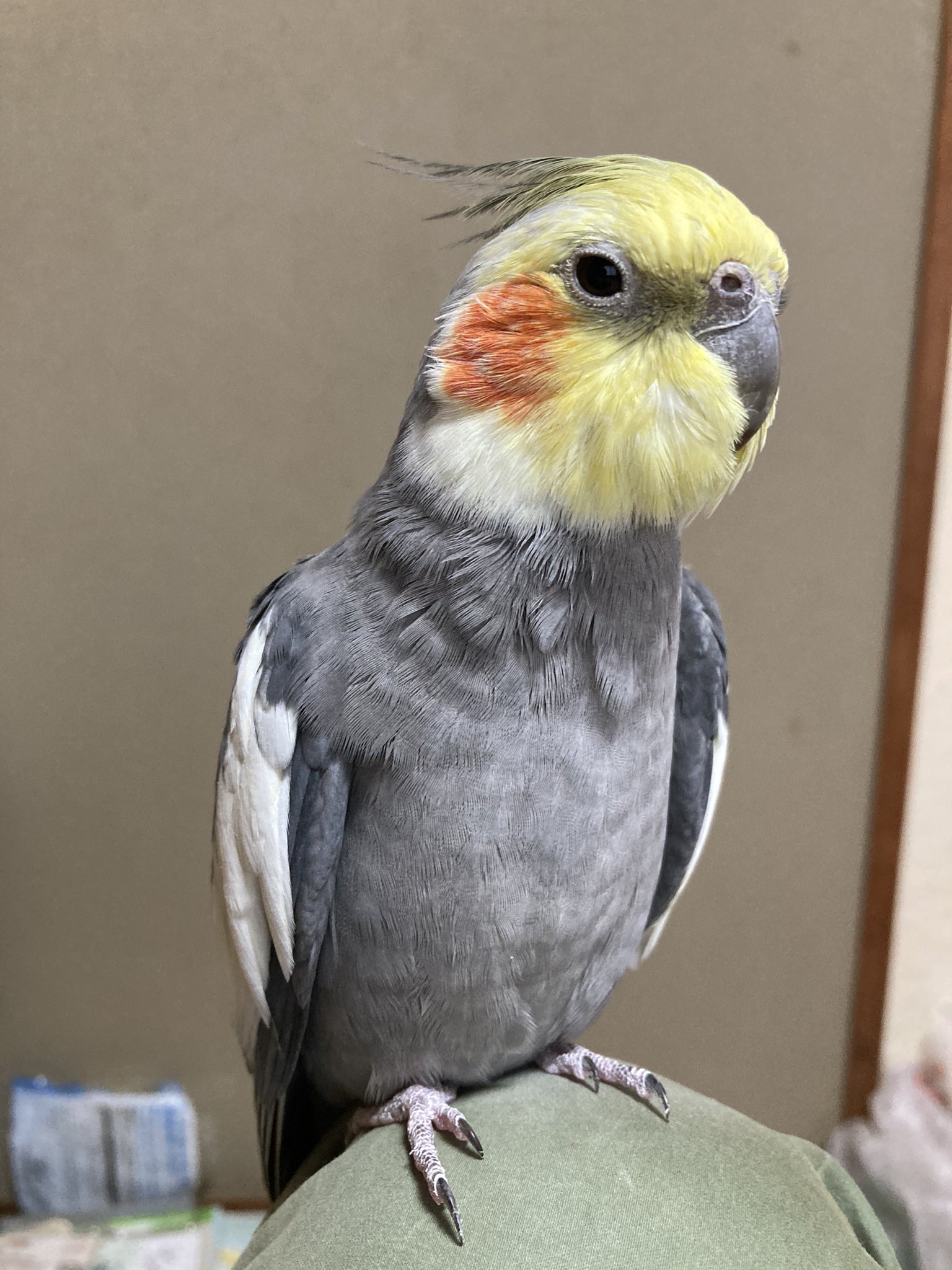 オカメインコCockatiel