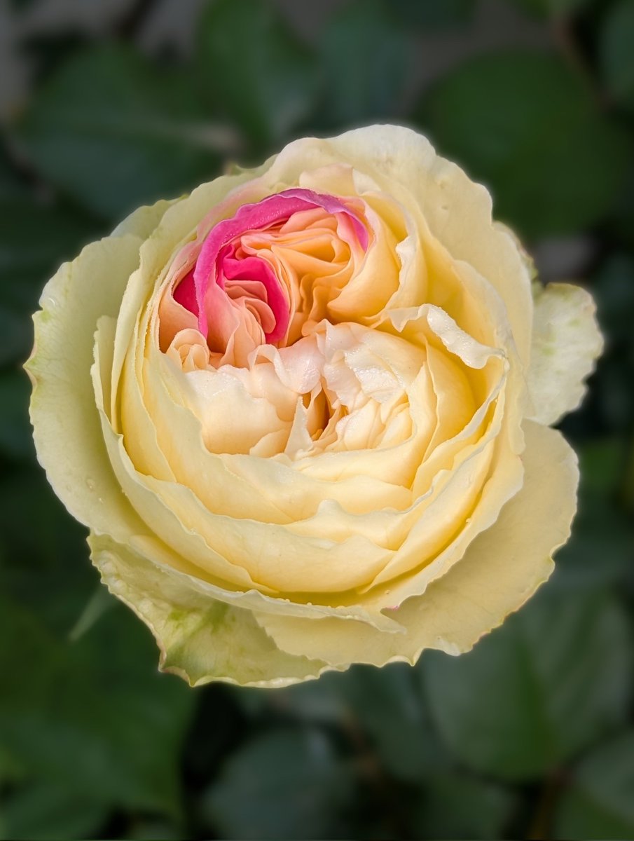 j5FTNd42bUc1k3D's tweet photo. ピンクの花弁は枝変わり前の友禅が現れています。

わばら
風月 https://t.co/HdHvEnJ3h9