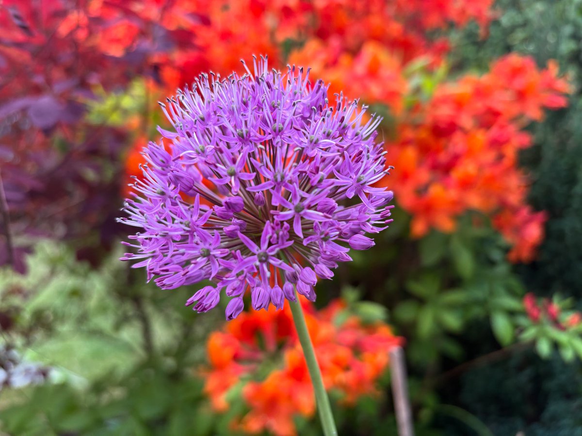 Happy Friday everyone! Here’s to a relaxing weekend in the garden 👨‍🌾🪏🌸 #gardening  #gardenservices #NorthLeeds