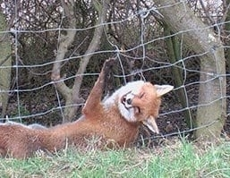 ProtectTheWild_'s tweet photo. Every day in England, animals are trapped, crushed, and left to die in agony — legally.

Snares are torture devices, not “tools”.
This is cruelty, not conservation.
Demand a total ban now:
👉 https://t.co/cvx2bJfF0i https://t.co/yAMA9ErXu6