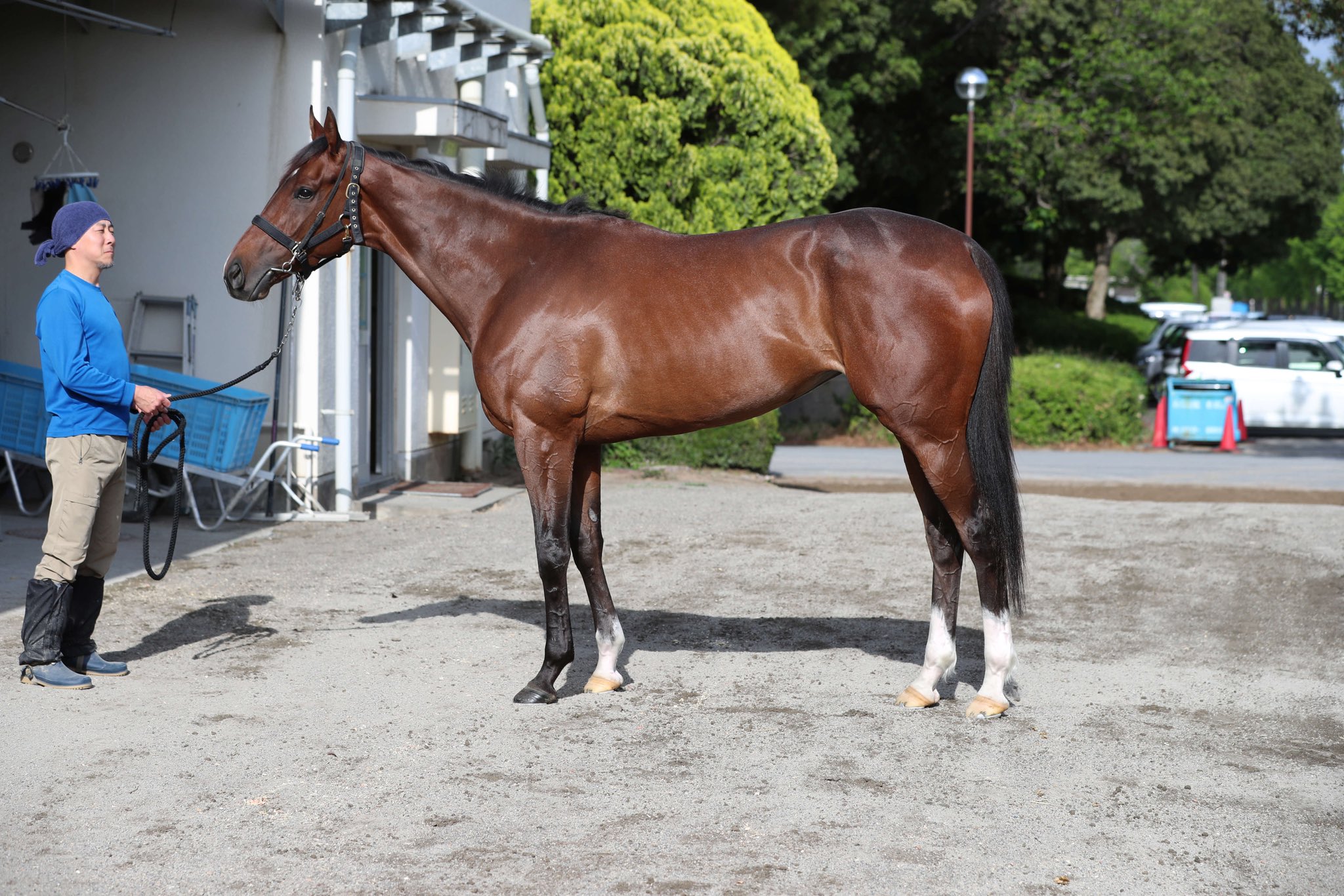 極ウマ】日刊スポーツ競馬公式 on X: 