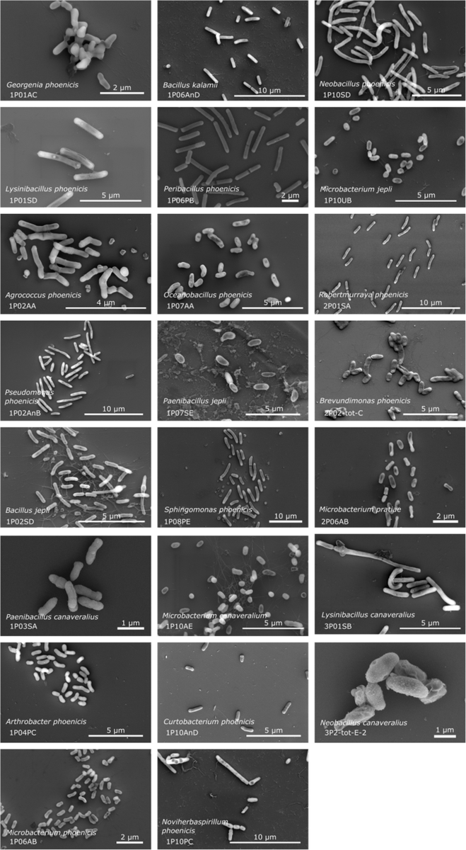 In #Microbiome 

🚀Exploring how NASA's mission spacecraft assembly cleanrooms host 26 novel bacterial species

🦠These microbes form biofilms, resist various stressors &amp; hold biotechnological potential

🚨doi.org/g9h7sx