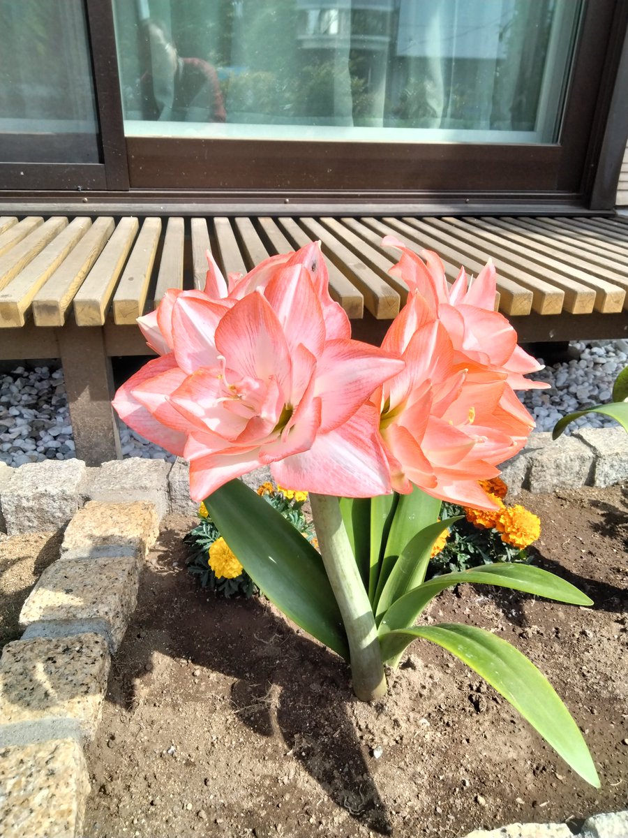 M29205905's tweet photo. 今年も「アマリリス」が、咲きました。

更に、二つ��球根にもツボミが付いています。
開花が楽しみです。 https://t.co/DFi8GqI3VH