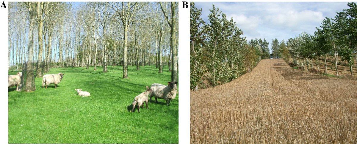 ASD_INRAE's tweet image. Giannitsopoulos, M.L. et al. Predicted yield and soil organic carbon changes in agroforestry, woodland, grassland, and arable systems under climate change in a cool temperate Atlantic climate. Agron. Sustain. Dev. 45, 26 (2025).
doi.org/10.1007/s13593…