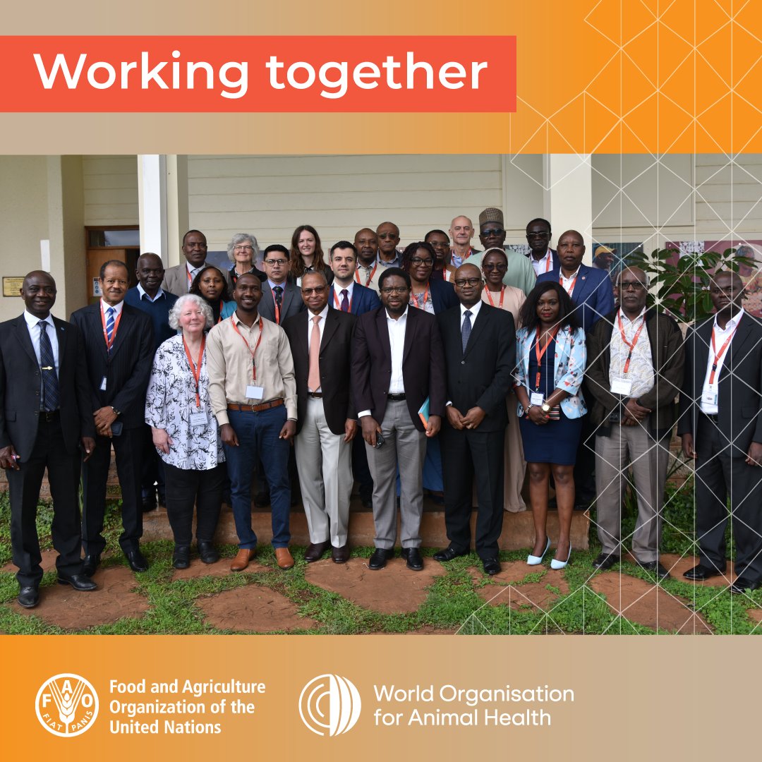 FAO Livestock (@faolivestock) on Twitter photo 🌍 The fight against PPR is vital to protect livelihoods & ensure #FoodSecurity.
At the 8⃣ PPR Advisory Committee meeting in Nairobi 🇰🇪, partners unite to:
🐐 Review progress toward 2030 eradication
🐑 Boost coordination & investment
👉 bit.ly/44A71zC
#OneHealth 🌍 The fight against PPR is vital to protect livelihoods & ensure #FoodSecurity.
At the 8⃣ PPR Advisory Committee meeting in Nairobi 🇰🇪, partners unite to:
🐐 Review progress toward 2030 eradication
🐑 Boost coordination & investment
👉 bit.ly/44A71zC
#OneHealth