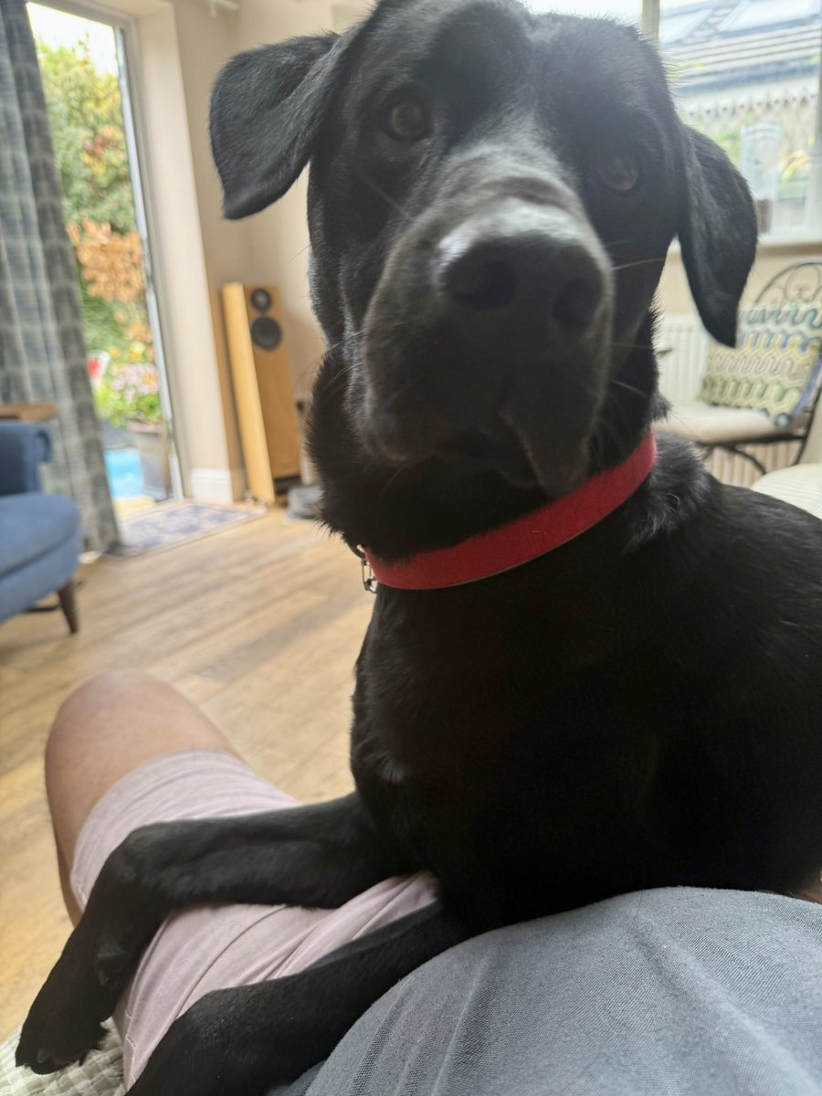 Happy furday! This is what happens if I sit in my seat! ❤️🐶🤦‍♂️ Thank you Storm!