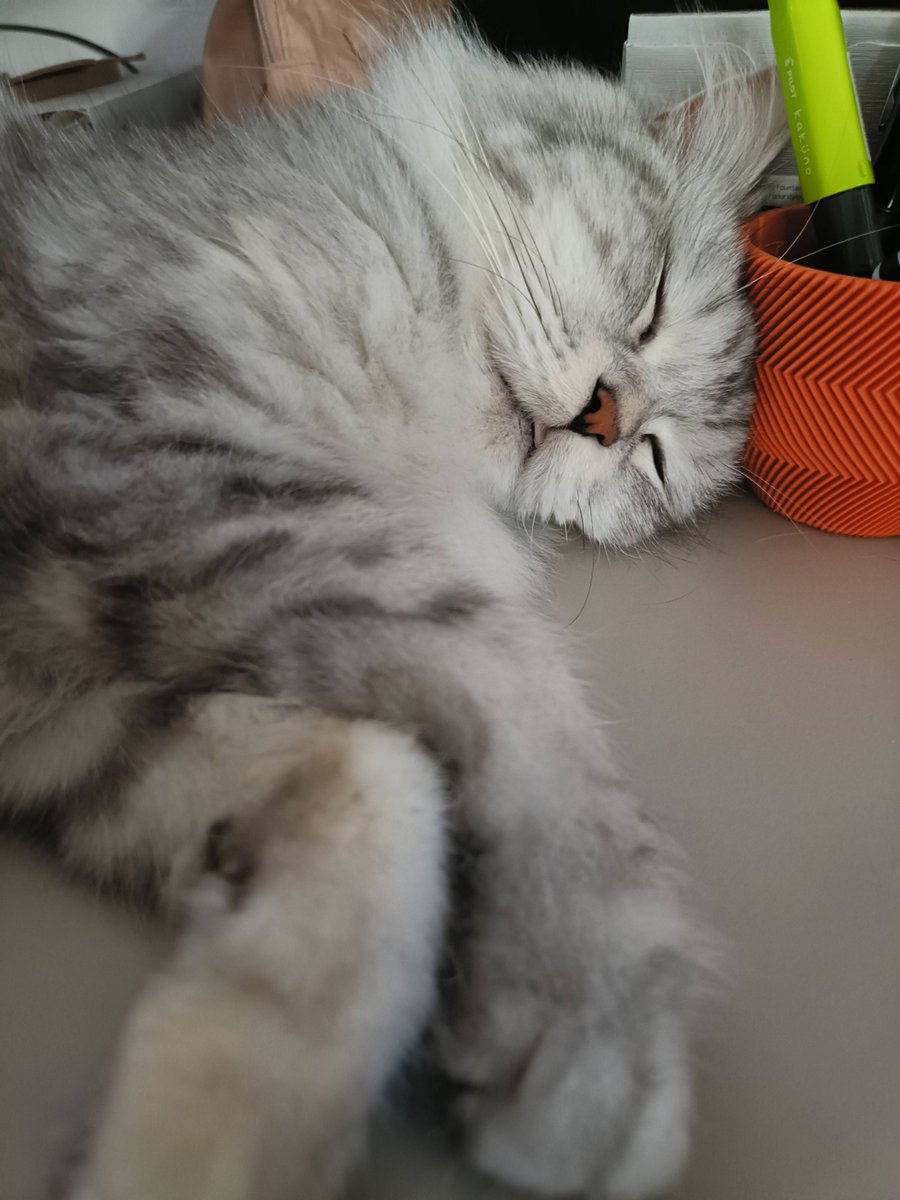 waking me up hours before i should then having the audacity to sleep on my desk when i actually need to get stuff done