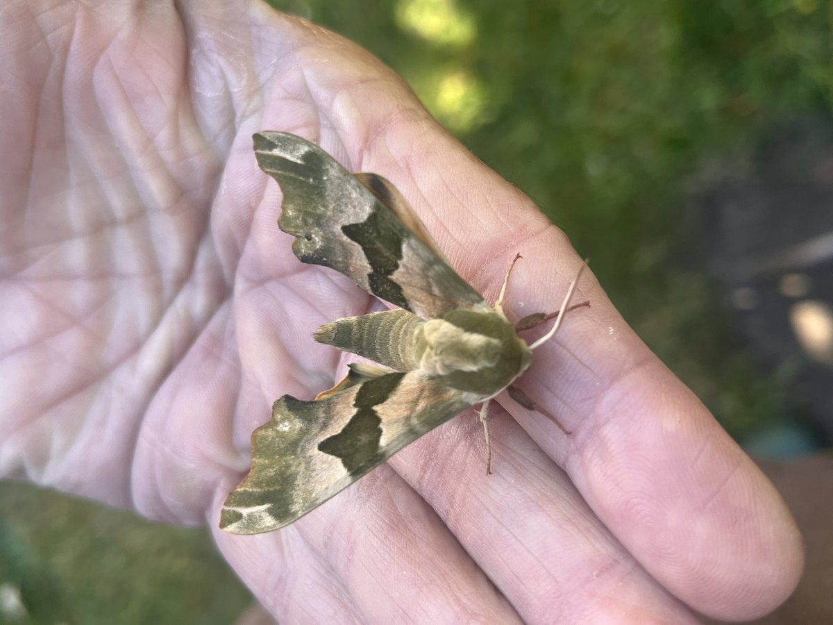 Stunning Lime Hawk #moth from the trap this morning #mothsMatter #nature <a href="/NMBiodiversity/">Merseyside BioBank</a> <a href="/Lancswildlife/">Lancashire Wildlife Trust</a>