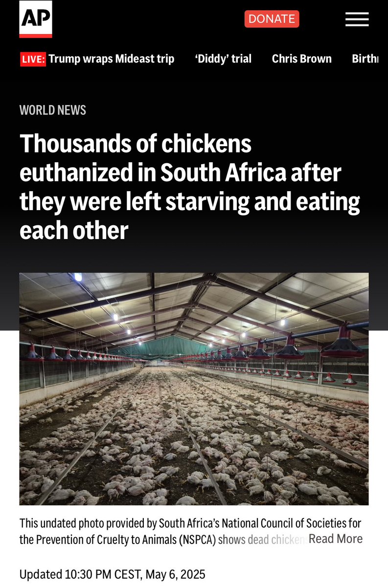 iamyesyouareno's tweet image. Most farms taken from the White farmers now lie abandoned — hard work wasn’t part of the plan, and the animals paid the price.
South Africa is about to go on a diet.