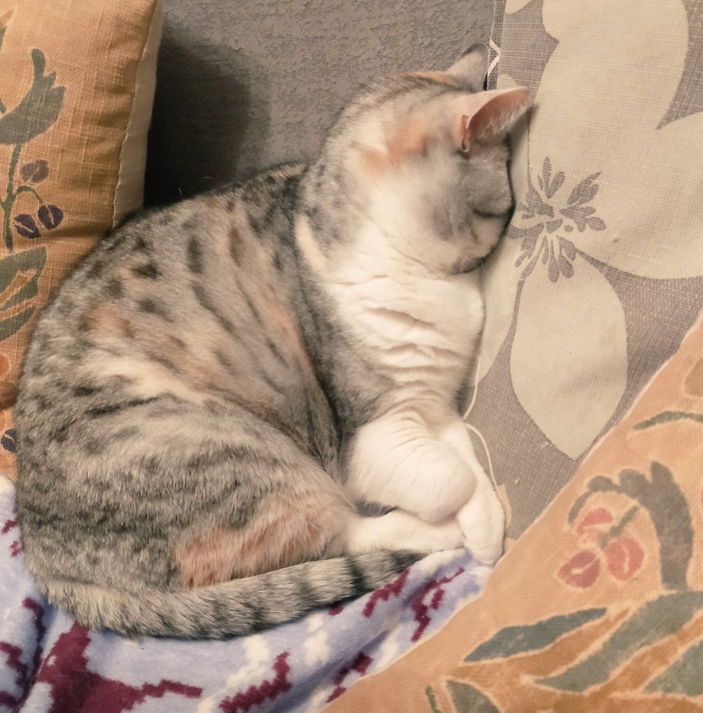 まさまさ(猫) (@nyanyanya0902) on Twitter photo 