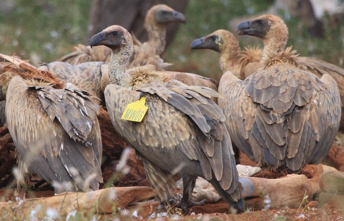 Our work protecting vultures depends strongly on community science – and the dry season is a great time to spot vultures in Malawi’s national parks and wildlife reserves.

🔭 If you see a vulture with a wing tag, report it here ➡️ projectvulture.org.za/report-vulture…

#EndangeredSpeciesDay