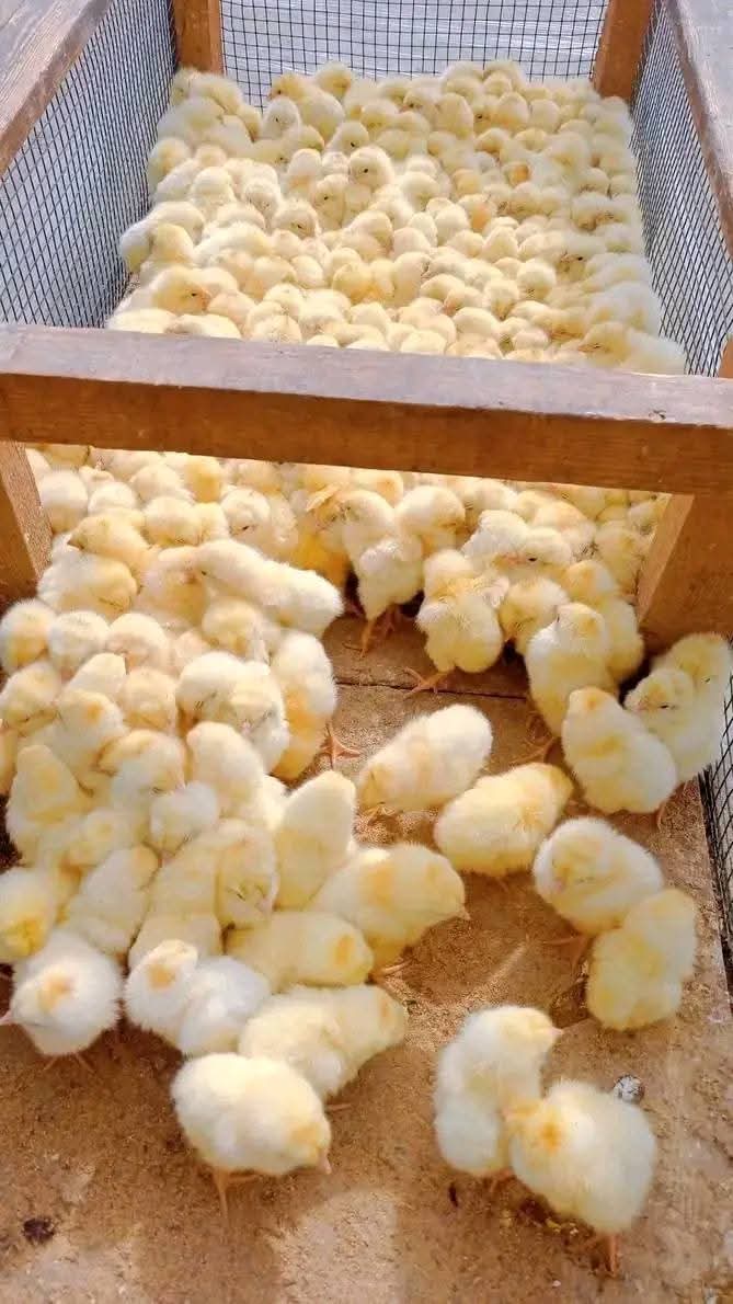 Emmanuel_Saf's tweet photo. The brooding stage (1-2 weeks) is vital for chicks' health and growth. It requires precise temperature control (90-95°F, gradually reduced), clean water, and nutrient-rich feed. Proper brooding enhances immunity & development, lowering mortality.
#BroodingStage
#PoultryFarming https://t.co/KVrHqo9Vds