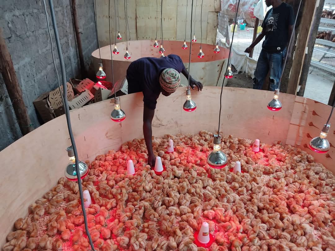 Emmanuel_Saf's tweet photo. The brooding stage (1-2 weeks) is vital for chicks' health and growth. It requires precise temperature control (90-95°F, gradually reduced), clean water, and nutrient-rich feed. Proper brooding enhances immunity & development, lowering mortality.
#BroodingStage
#PoultryFarming https://t.co/KVrHqo9Vds
