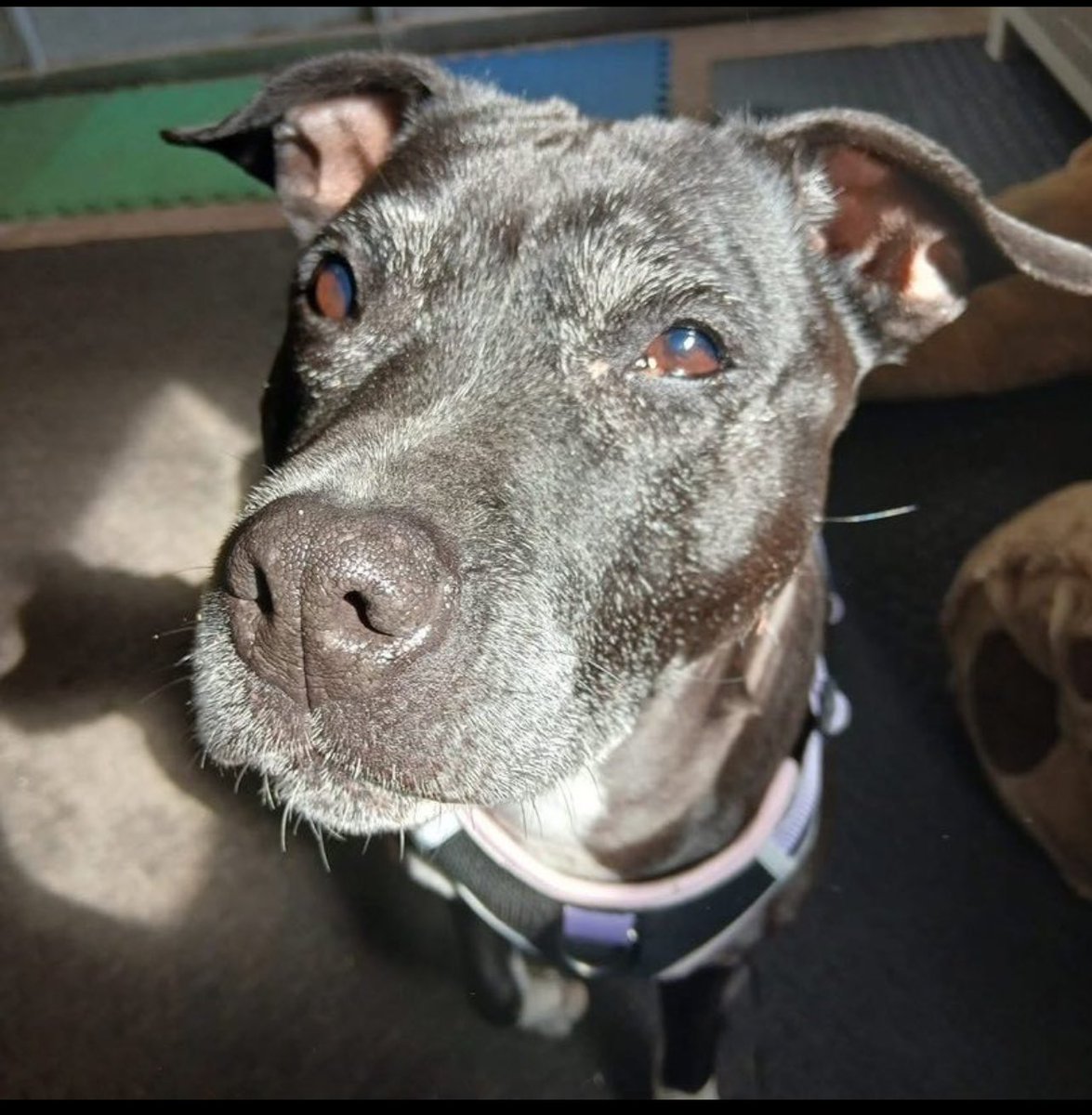 karen73984451's tweet photo. #Fridayfe plz RT and help gorgeous girlie #Lola G find a loving home #TeamZay @SeniorStaffy https://t.co/s47GY7Bakl