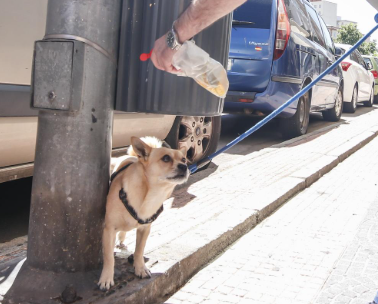Recuerda: "Los dueños de las mascotas deben disponer de bolsas impermeables para recoger los excrementos en la vía pública y de una botella con agua jabonosa para minimizar el efecto de las micciones"
"Ordenanza de Recogida Selectiva de Residuos Domésticos y de Limpieza Viaria"