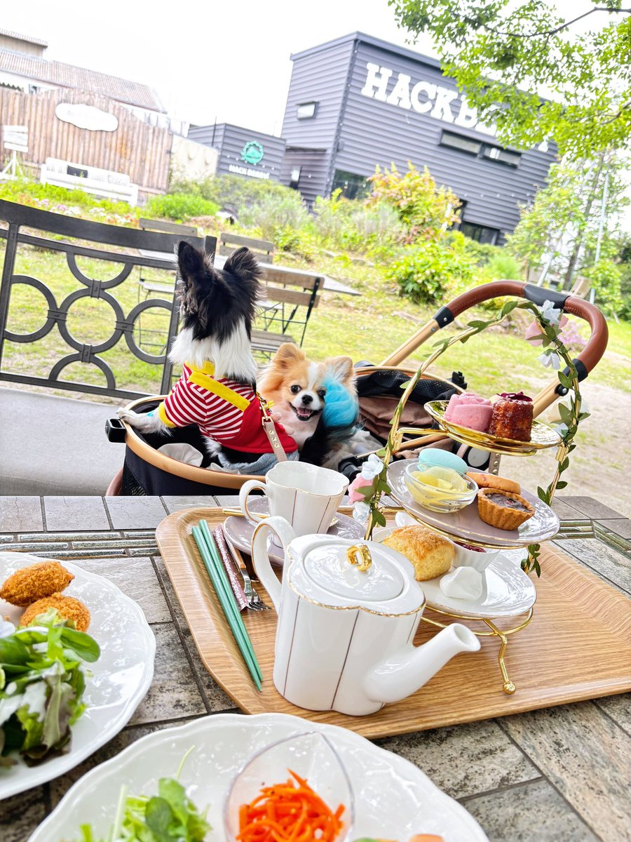 minion150711's tweet photo. ・

メルラキ連れてヌン活🫖🍃

・ https://t.co/If1Ly0nydD