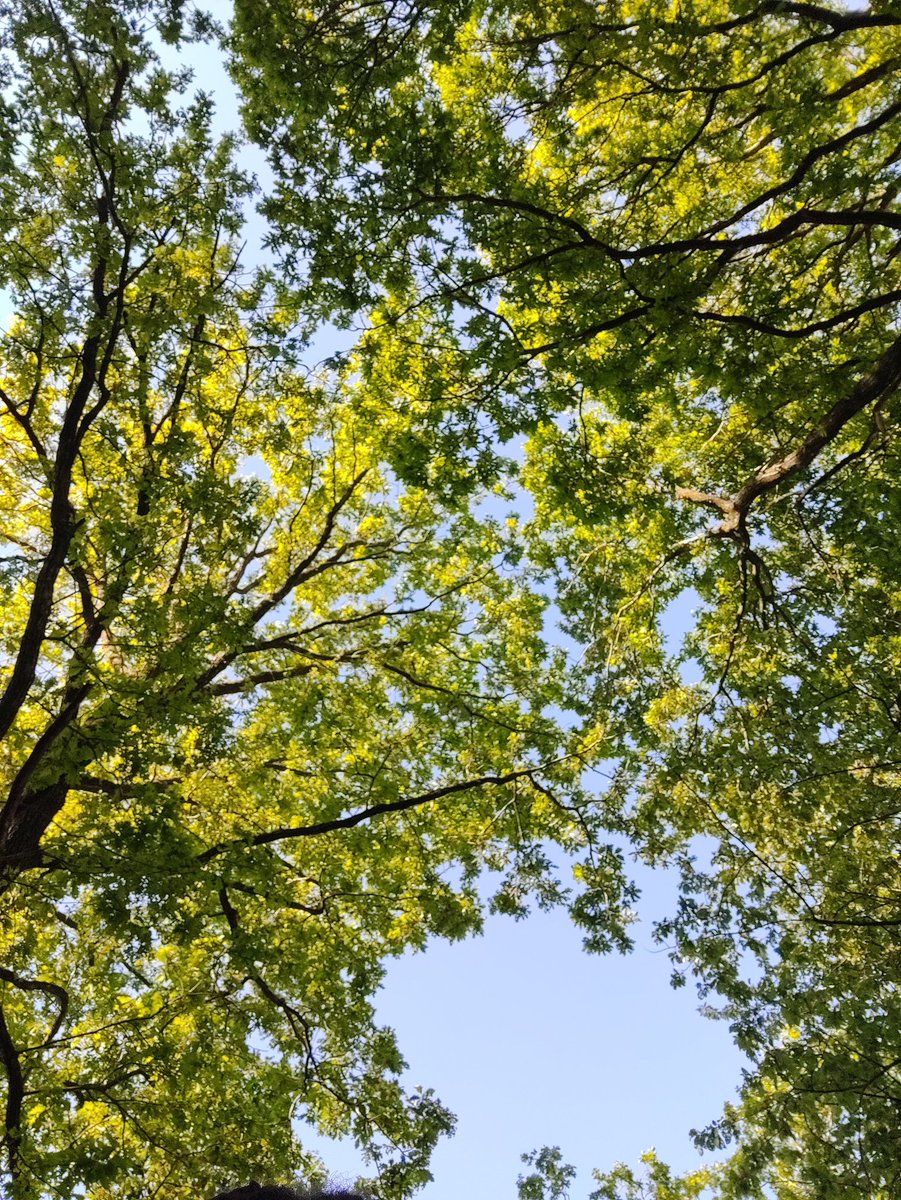 MavisBengtsson's tweet photo. How far or close are we with nature? Do we understand how interconnected we are to nature? Are we well  beings? https://t.co/vMpfovfsY5