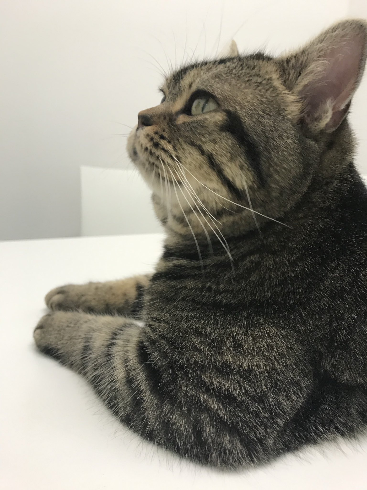 ねこページ ST19TCA02B-1600-2.jpg?v=