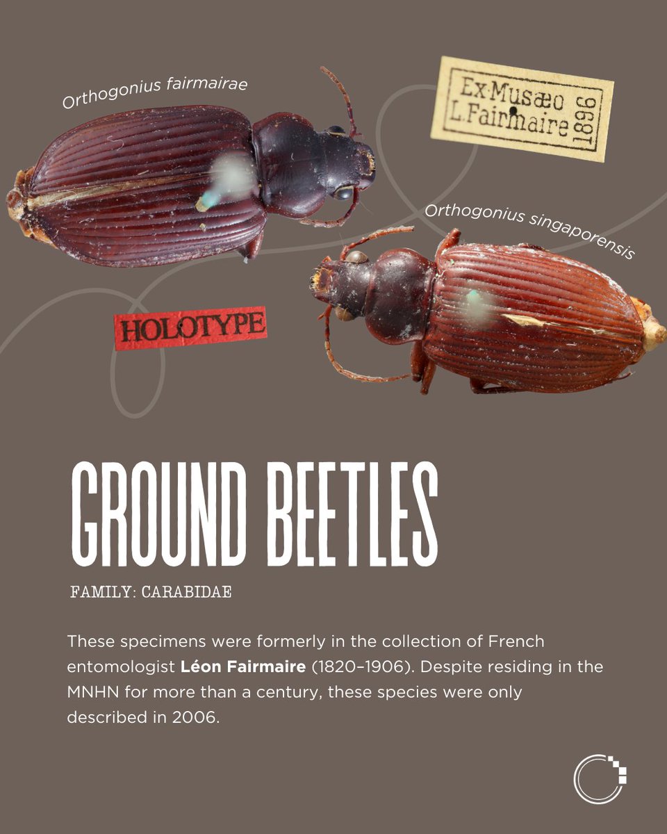 signifynathist's tweet image. Kickstarting the MNHN series, we present some notable beetle types imaged by the team in Paris! 🪲

Swipe to learn about the beetle specimens collected and studied by famous names such as Raffray and Fairmaire, all of which were collected more than a century ago! 💭