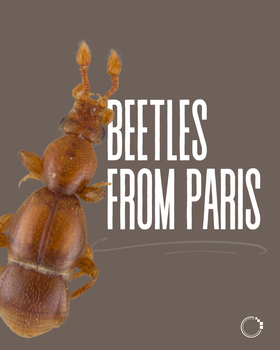 signifynathist's tweet image. Kickstarting the MNHN series, we present some notable beetle types imaged by the team in Paris! 🪲

Swipe to learn about the beetle specimens collected and studied by famous names such as Raffray and Fairmaire, all of which were collected more than a century ago! 💭