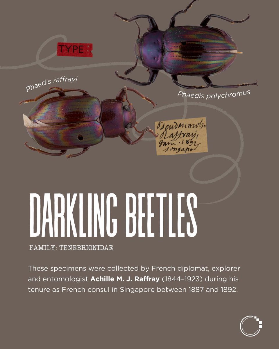 signifynathist's tweet image. Kickstarting the MNHN series, we present some notable beetle types imaged by the team in Paris! 🪲

Swipe to learn about the beetle specimens collected and studied by famous names such as Raffray and Fairmaire, all of which were collected more than a century ago! 💭