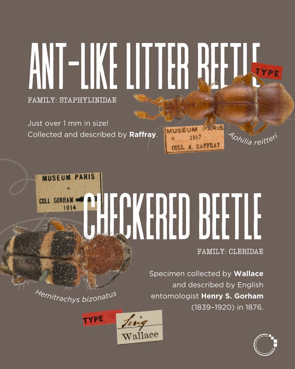 signifynathist's tweet image. Kickstarting the MNHN series, we present some notable beetle types imaged by the team in Paris! 🪲

Swipe to learn about the beetle specimens collected and studied by famous names such as Raffray and Fairmaire, all of which were collected more than a century ago! 💭