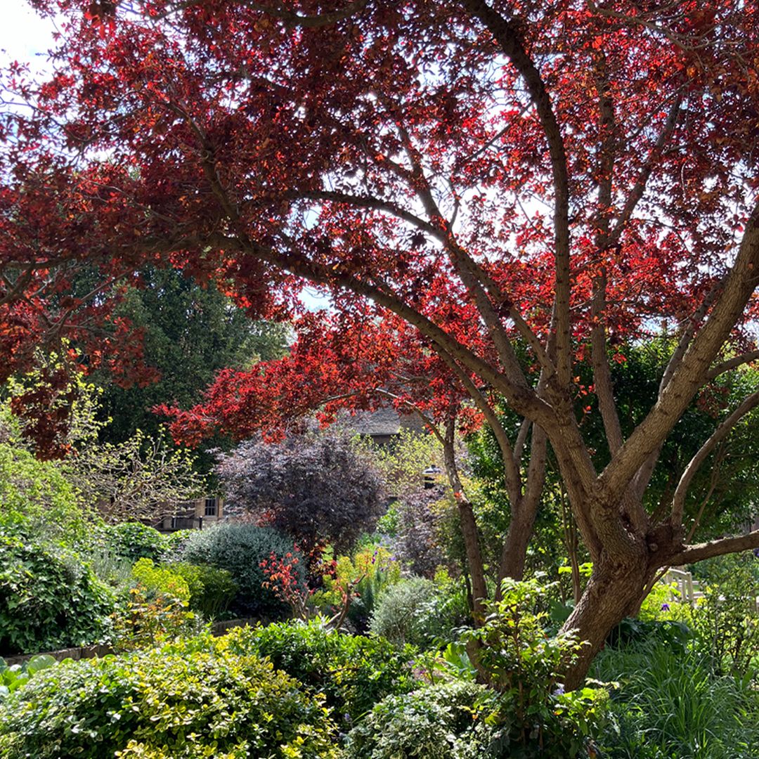 CharterhouseEC1's tweet image. Sharing some pics by our Garden team and resident Tim with a bit of a purplish theme!

#SpringDays #NatureLovers #NaturePhotography