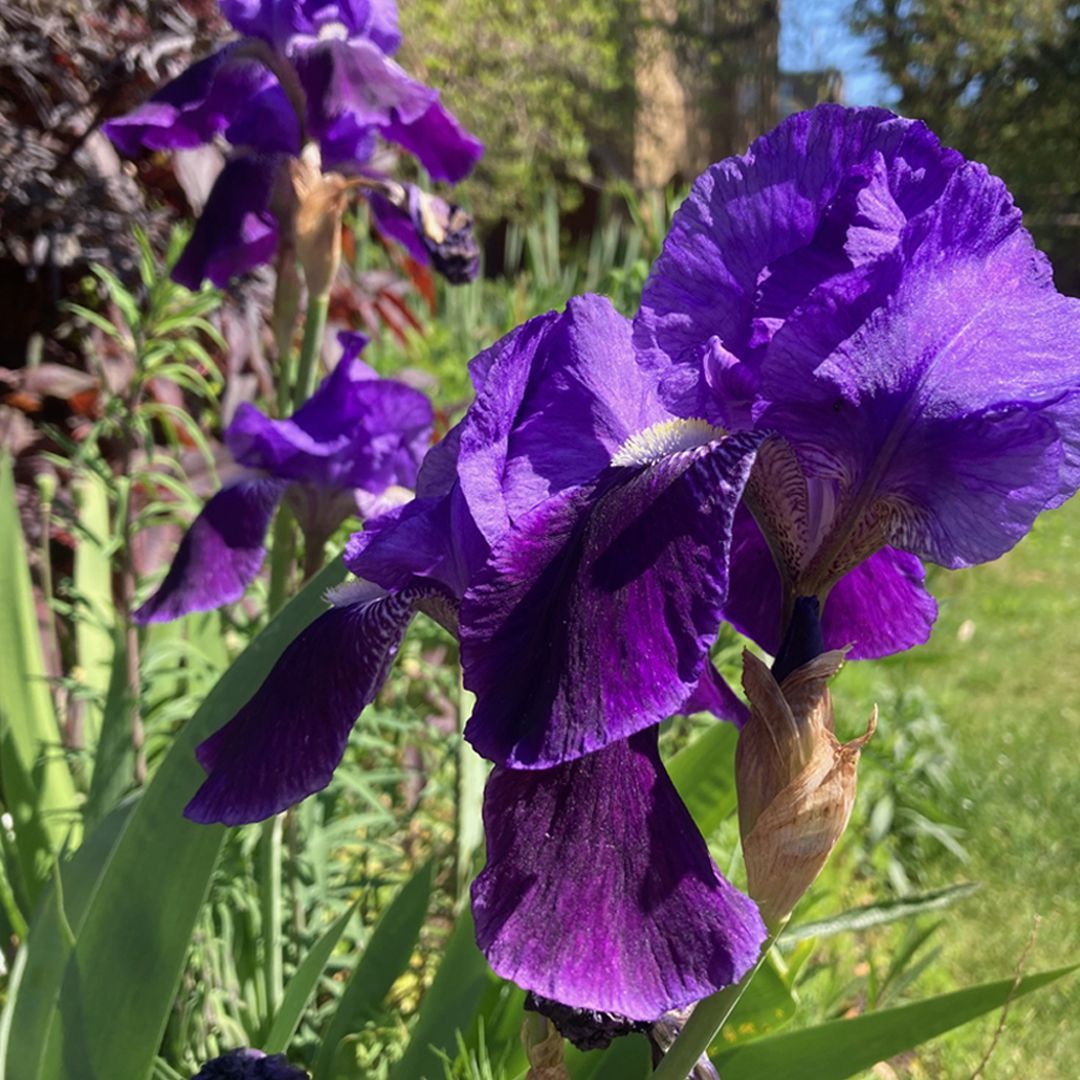 CharterhouseEC1's tweet image. Sharing some pics by our Garden team and resident Tim with a bit of a purplish theme!

#SpringDays #NatureLovers #NaturePhotography