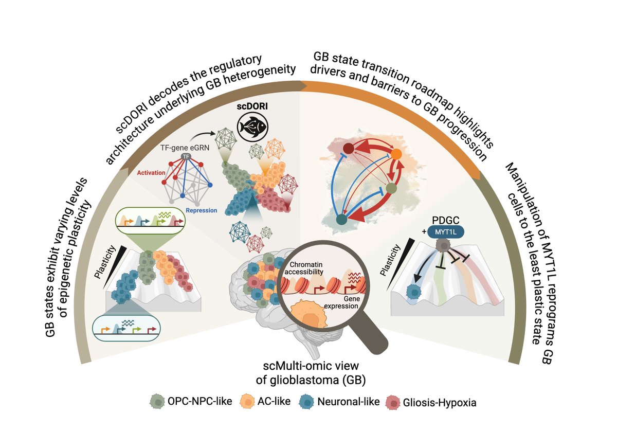 Manu Saraswat (@manusaraswat10) on Twitter photo 🧠Excited to share my main PhD project! We mapped the regulatory rules governing Glioblastoma plasticity using single-cell multi-omics and deep learning. This work is part of a two-paper series with <a href="/bayraktar_lab/">Omer Ali Bayraktar</a> , <a href="/OliverStegle/">Oliver Stegle</a> and <a href="/MoritzMall/">Moritz Mall</a> groups. Preprint at end🧵👇 🧠Excited to share my main PhD project! We mapped the regulatory rules governing Glioblastoma plasticity using single-cell multi-omics and deep learning. This work is part of a two-paper series with <a href="/bayraktar_lab/">Omer Ali Bayraktar</a> , <a href="/OliverStegle/">Oliver Stegle</a> and <a href="/MoritzMall/">Moritz Mall</a> groups. Preprint at end🧵👇