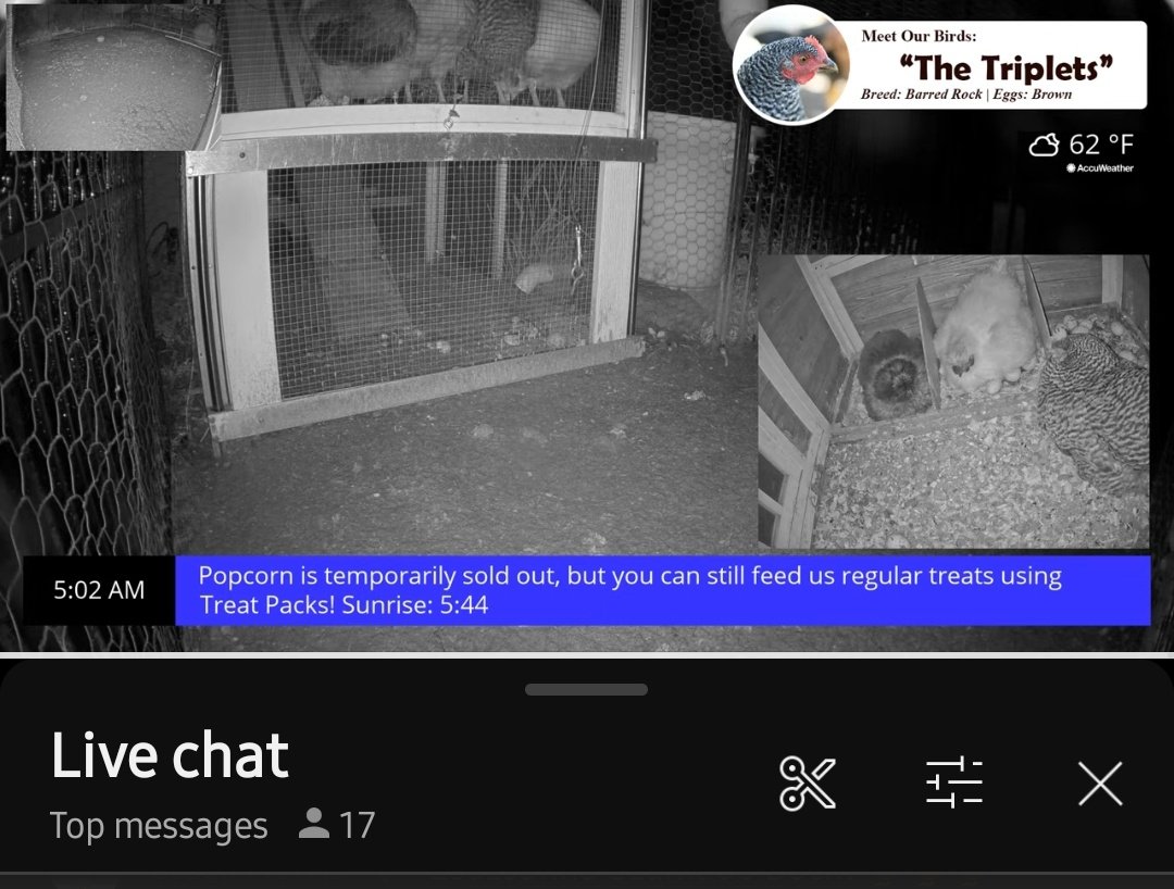 RealElvino's tweet photo. On Friday 12PM UTC, 8 chickens will be visible on the screen.

#Magnuscontest https://t.co/K6VLiaJJfh