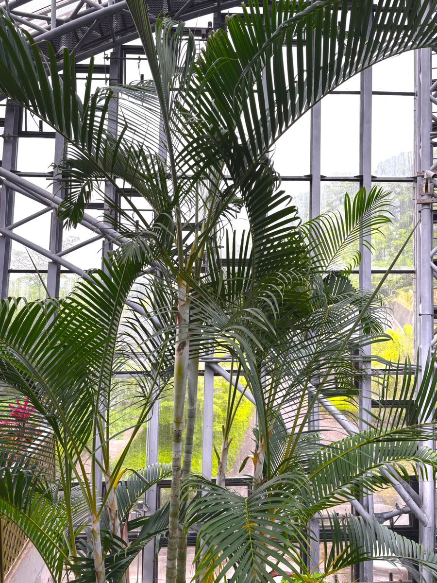 【放蝶温室ちょっと珍しいチョウ】
ルリモンジャノメ

翅表の瑠璃色が見られるのは、羽ばたく瞬間！
幼虫やサナギも見られるかもしれないので、探してみてね。

探すポイントは、幼虫の食餌植物であるアレカヤシの周辺です。

見つけたら #橿原市昆虫館 投稿してね。