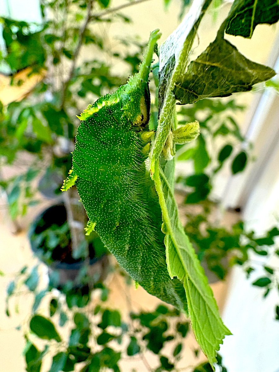 日本の国蝶オオムラサキが？！

ついに〝サナギ〟に変身しましたぁ

2025年、1頭目です！！

オオムラサキの幼虫とサナギ、
見にきてね〜
#橿原市昆虫館