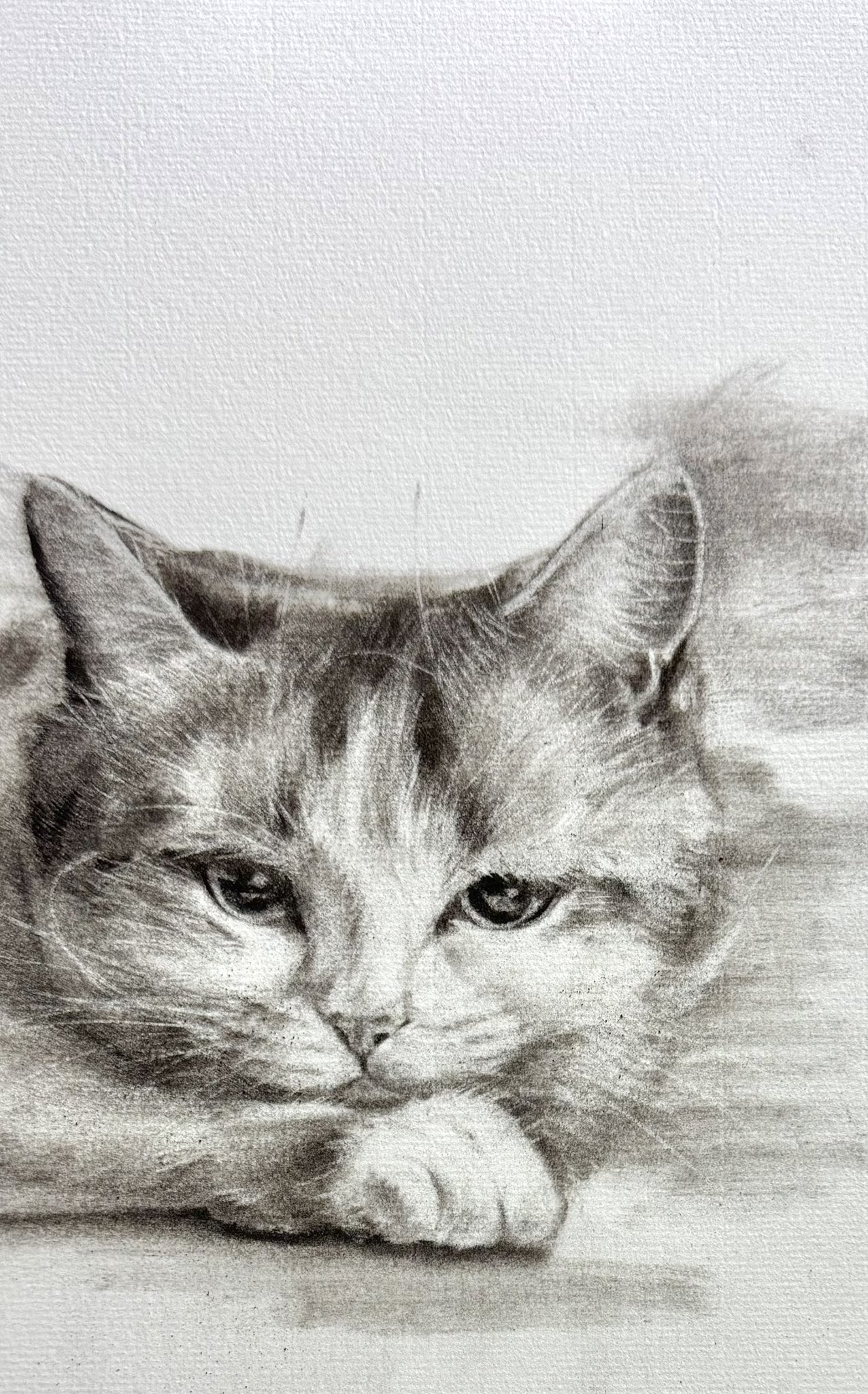 猫のデッサン 242 猫のデッサン 鉛筆画 pencil drawing - YouTube