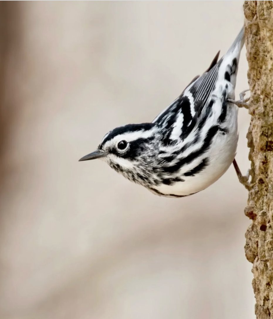 SweetFeet_Beak's tweet image. #prettybird

Give your Pretty bird that natural feeling of being on a tree with our all natural Manzanita Pumice Pedicure Superoost™ with vertical &amp;amp; horizontal cage bar options, to fit any cage:
👇
sweetfeetandbeak.com/search?q=manza…

#MadeInUSA #birdperch #pedicure #allnatural #allsizes