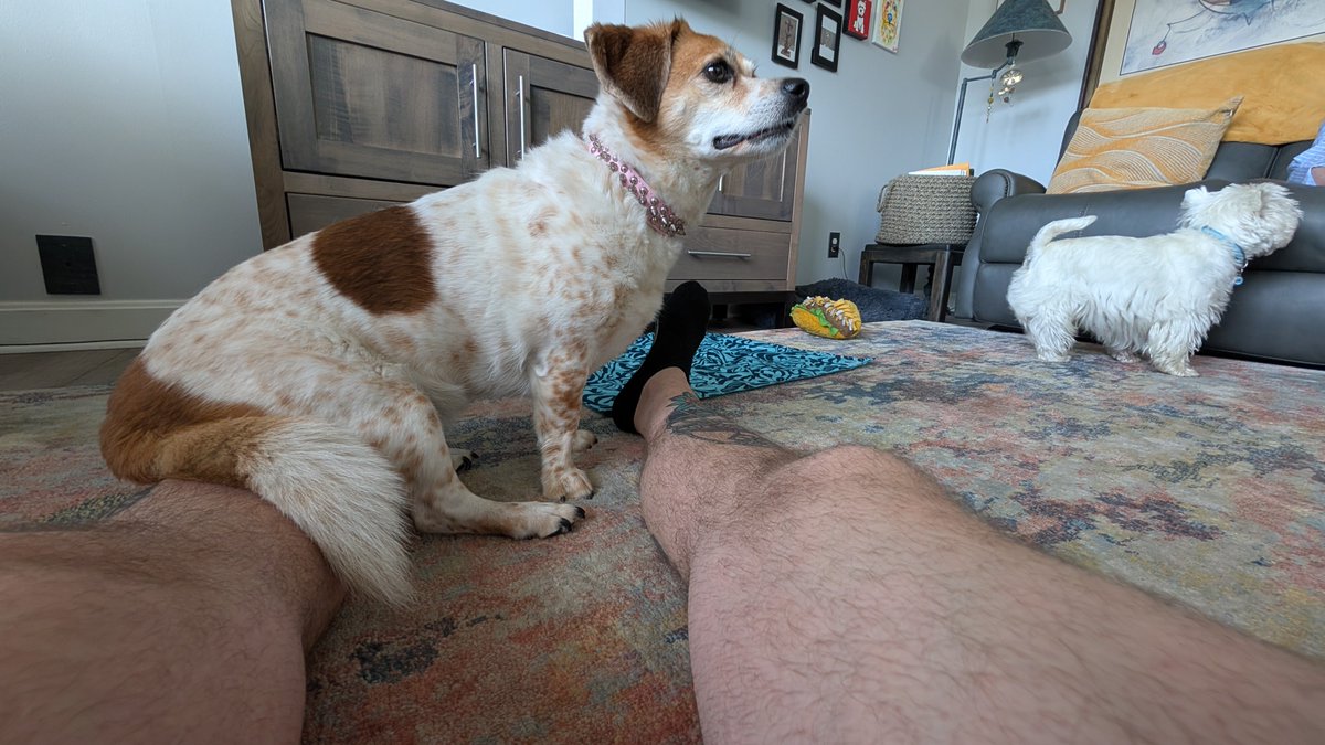 This platform is heinous. So many agendas pretending to be facts. 

Anyway, here's my dog sitting on my leg.
