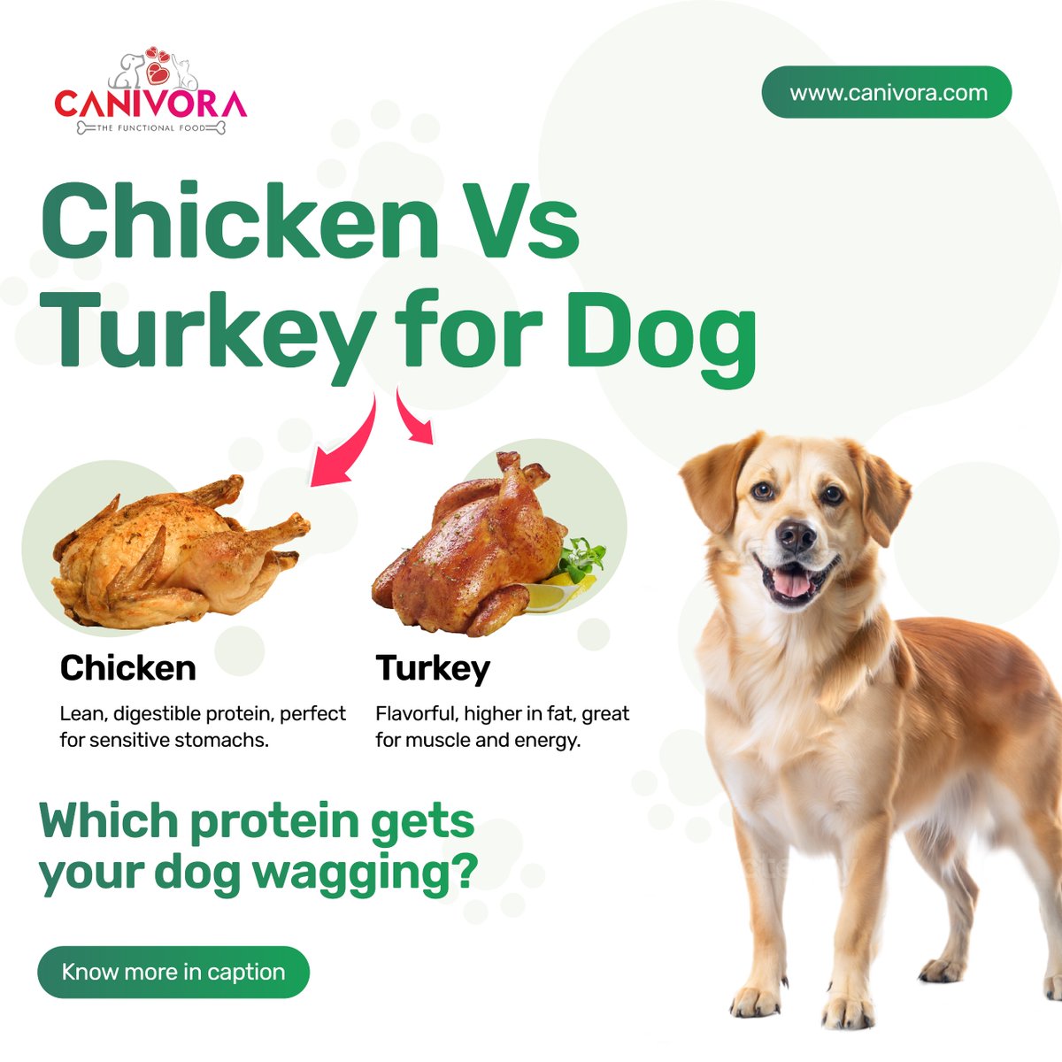 canivora's tweet photo. Chicken is gentle and joint-friendly; turkey is richer for active dogs. Switching adds variety and boosts nutrition.
#DogNutrition #ChickenVsTurkey #HealthyPups #PetWellness https://t.co/tBUbrYrThZ