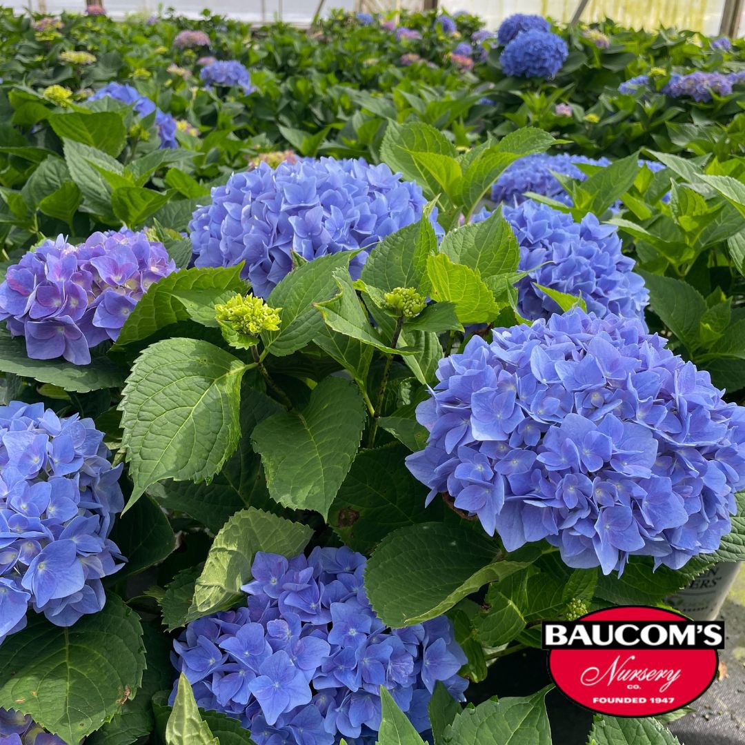 Proven Winners Let's Dance Rhythmic Blue Hydrangea Available Now! 

Visit us at baucomsnursery.com for all your WHOLESALE ONLY needs. 

#provenwinners #hydrangea #letsdancerhythmicblue #hangingbaskets #celosia #roses #rose #plants #baucomsnursery