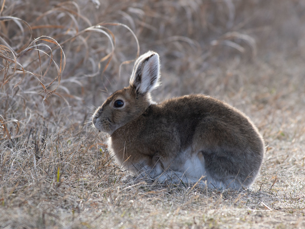 WorldLagomorph's tweet image. A new study on snowshoe hares reveals how seasonal changes affect their health and survival. Hares in Alaska showed nutrient drops and lower survival in spring/fall, but improved condition in summer.
doi.org/10.1007/s00360…