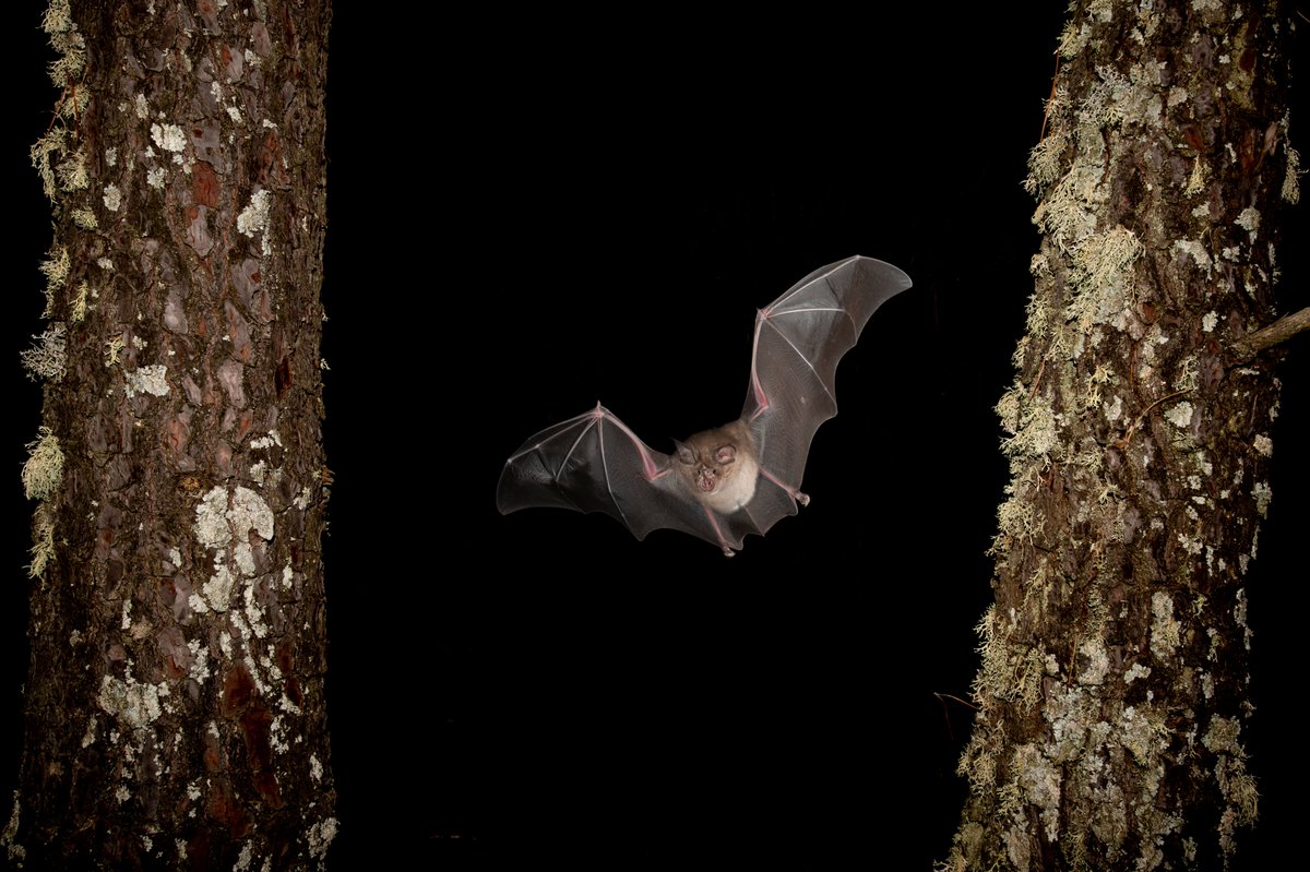 In het holst van de nacht op pad
Als de avond valt en we gaan slapen, zijn er dieren die juist heel actief worden. Ga mee op de avondexcursie nachtdieren op 6 of 10 juni en wie weet wat we tegenkomen! Meer info en tickets: ap.lc/DvqHO