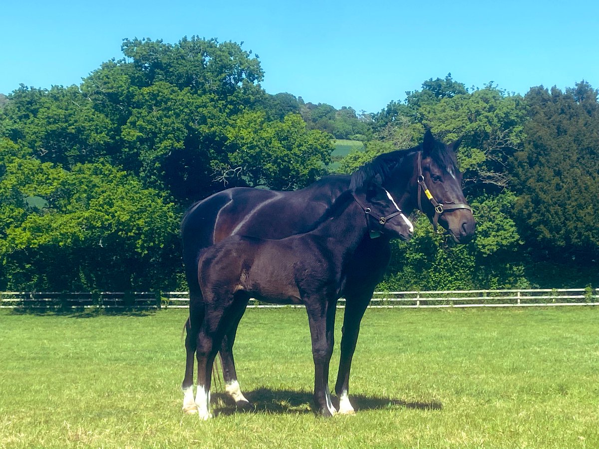 A beautiful spring day at <a href="/WhitsburyManor/">Whitsbury Manor Stud</a> ☀️