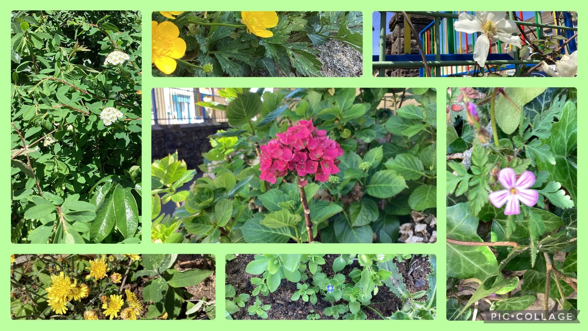 Expressive Arts-developing digital media skills, editing some beautiful photographs of nature taken in our yard! It’s amazing to see how a few tweaks can bring out the vibrant colours and details! ⁦<a href="/PlasnewyddPS/">Plasnewydd Primary School</a>⁩ ⁦@CSCJES⁩ ⁦@CSC_ExpArts⁩