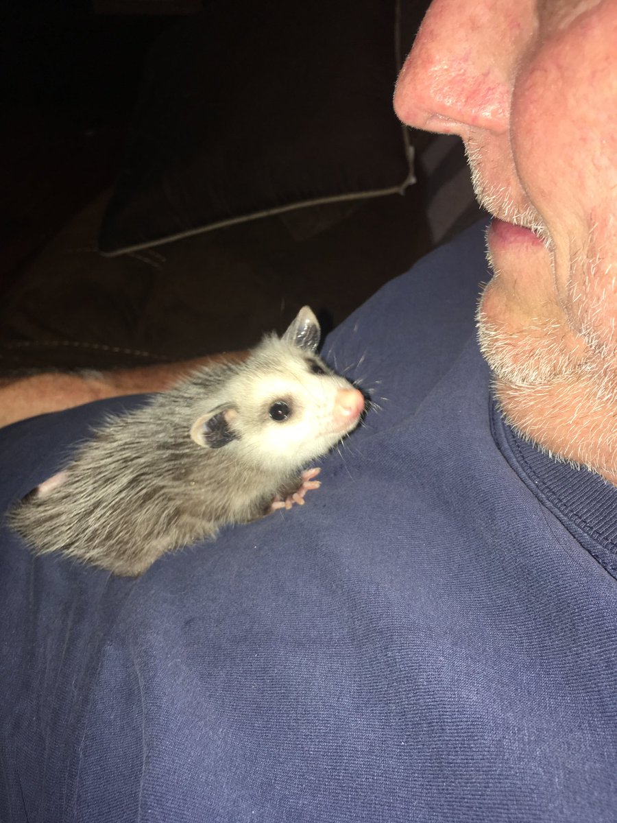 Possumeveryhour.io (@possumeveryhour) on Twitter photo 