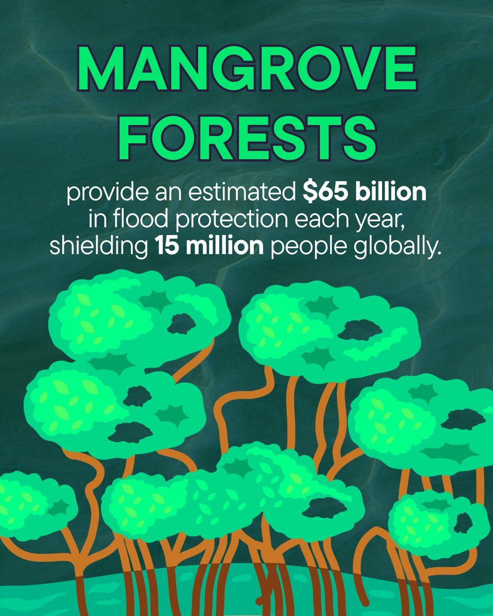 1t_org's tweet image. Mangroves power economies - delivering up to $57K/ha annually in ecosystem services.
Clearing them risks long-term resilience. Let’s grow smart - by investing in nature.
#BlueCarbon #1torg #NatureBasedSolutions #TrillionTrees