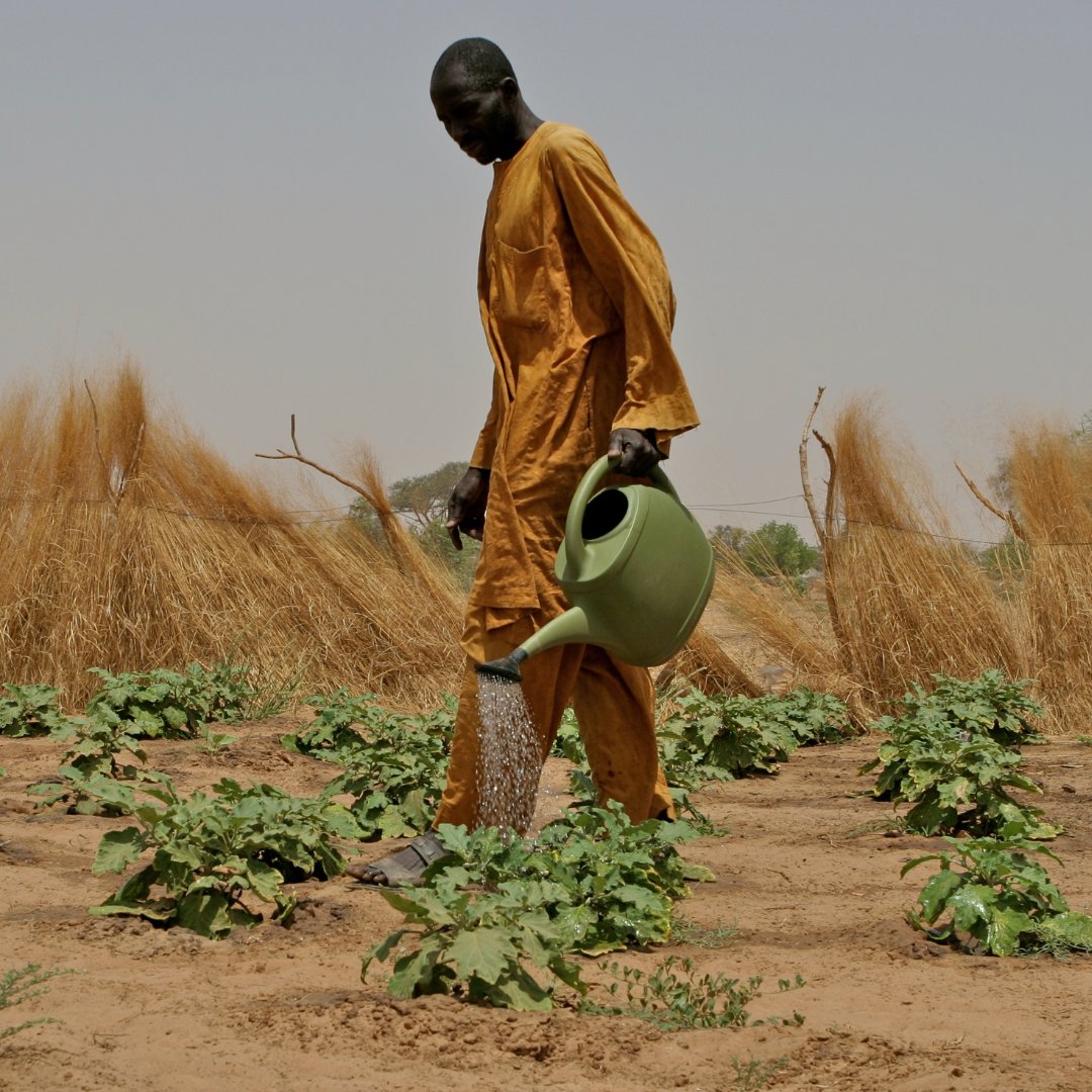 IFADespanol's tweet image. 💧¿Sabía que solo 6% de las tierras cultivadas en África subsahariana están actualmente irrigadas?
Invertir en riego eficiente significa⤵️
👨🌾Producir más alimentos en menos tierra
🌱Temporadas de cultivo más largas
🌾Mayores rendimientos de cultivos diversos y de mejor calidad