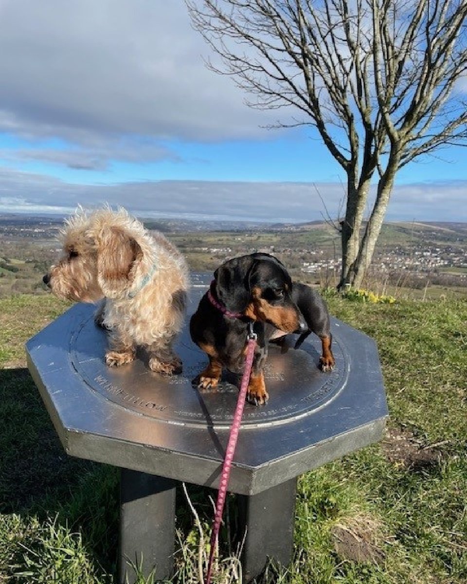 JobsAtStockport's tweet photo. Ronnie and Maggie belong to an Insurance Manager here at #TeamStockport! π
The favourite part of working here is the ambition of the people they work with π€©
#FourLeggedFriday
Apply now π https://t.co/w9t71f58U2 https://t.co/zHMstrEMFT