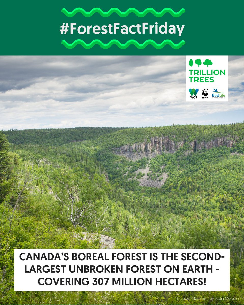 1TrillionTrees's tweet image. #ForestFactFriday 🇨🇦 #DYK Canada’s boreal forest is the world’s second-largest stretch of unbroken forest? These forests are vital to Indigenous communities and wildlife. Forest restoration is a global responsibility, let’s work together to protect the world’s forests!